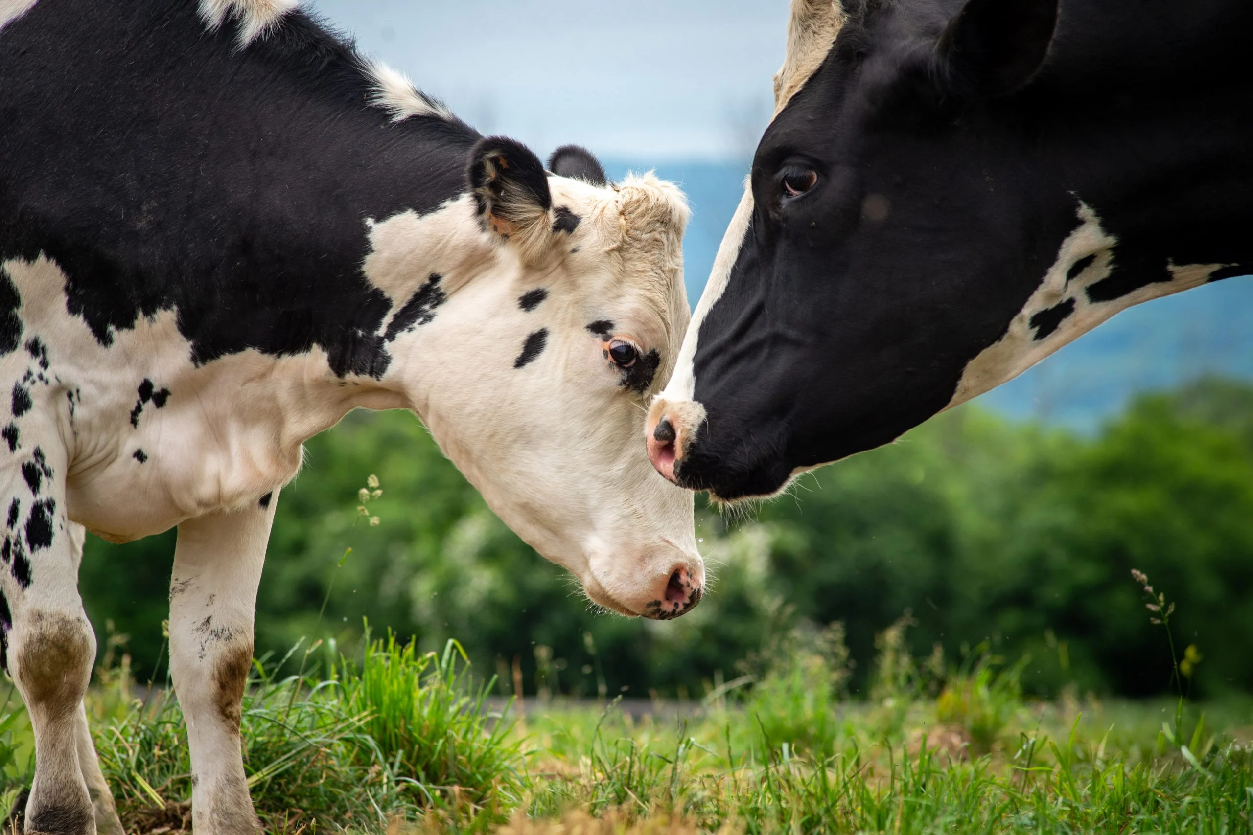 Cattle Nutrition